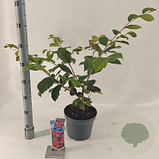 Hamamelis int. 'Rubin' 30-40 cm 5,0L