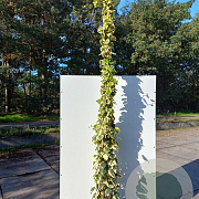 Hedera colchica 'Dentata Variegata' 200-250 cm 20L 3 stok