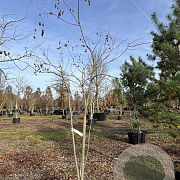 Koelreuteria paniculata 250-300 cm cont. 130L