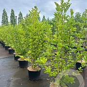 Magnolia loebneri 'Merrill' 125-150 cm 20L