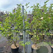 Magnolia soulangeana 125-150 cm 20L