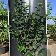 Corylus 'Halle'sche Riesen' 175-200 cm 20L
