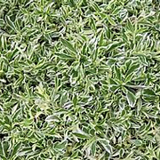 Arabis f.-c. 'Variegata' GM P9