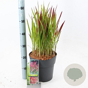 Imperata 