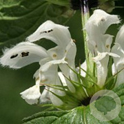 Lamium album GM P9