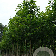 Acer platanoides 14-16 HO draadkluit