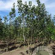 Acer pseudoplatanus 350-400 cm draadkluit meerstammig op aanvraag