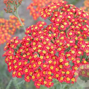 Achillea 'Walther Funcke' GM P9