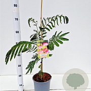 Albizia julibr. Ombrella 40-60 cm 3,0L