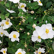 Anemone hyb. 'Honorine Jobert' GM P9 BIO