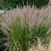 Calamagrostis brachytricha GM P9 BIO