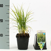 Carex muskingumensis GM P9
