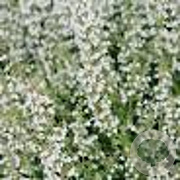Calamintha nepeta GM P9 BIO
