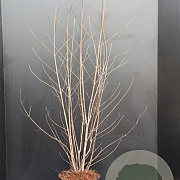 Cornus kousa chinensis 80-100 cm 10L