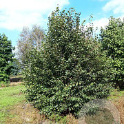 Davidia involucrata 350-400 cm draadkluit meerstammig op aanvraag