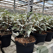 Elaeagnus ebbingei 30-40 cm 3,0L