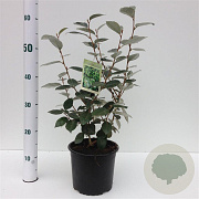 Elaeagnus ebbingei 30-40 cm 3,0L