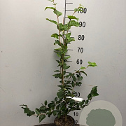 Fagus sylvatica 100-125 cm 5,0L