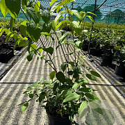 Heptacodium miconioides 80-100 cm 7,5L