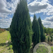 Juniperus s. 'Blue Arrow' 250-300 cm draadkluit solitair