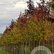 Liquidambar styraciflua 18-20 HO draadkluit