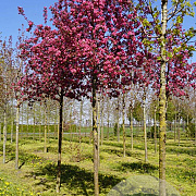 Malus 'Rudolph' 14-16 HO draadkluit