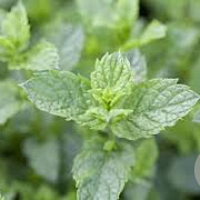 Mentha spicata 'Moroccan' GM P9 BIO