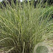 Miscanthus sin. 'Morning Light' GM P9