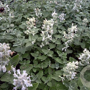Nepeta racemosa 'Snowflake' GM P9 BIO