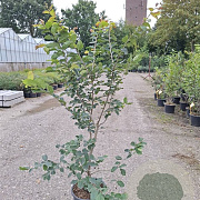 Parrotia persica 175-200 cm 20L