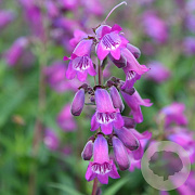 Penstemon 'Sour Grapes' GM P9 BIO