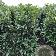 Prunus l. Etna 175-200 cm met kluit