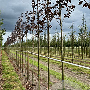 Prunus ser. 'Royal Burgundy' 12-14 HO draadkluit