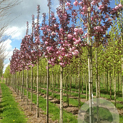 Prunus ser. 'Royal Burgundy' 12-14 HO draadkluit