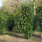 Prunus l. 'Greentorch' 200-250 cm draadkluit struik