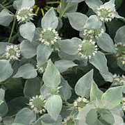 Pycnanthemum muticum GM P9 BIO