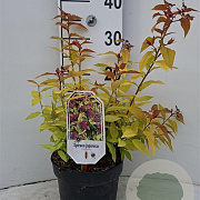 Spiraea jap. 'Goldflame' 30-40 cm 3,0L