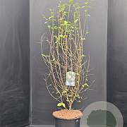 Syringa microphylla 'Superba' 125-150 cm 15L