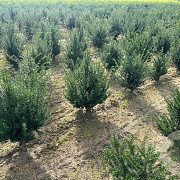 Taxus baccata 40-60 cm met kluit