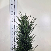 Taxus baccata 80-100 cm met kluit