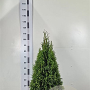 Thuja occ. 'Smaragd' 80-100 cm met kluit