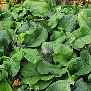 Trachystemon orientalis GM P9 BIO