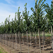 Ulmus 'Lobel' 14-16 HO draadkluit