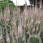 Veronicastrum virg. 'Pink Glow' GM P9 BIO