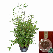 Fargesia 'Jiuzhaigou 1' 60-80 cm 5,0L