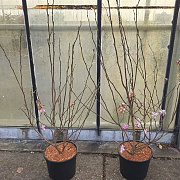 Magnolia loebneri 'Leonard Messel' 100-125 cm 12L