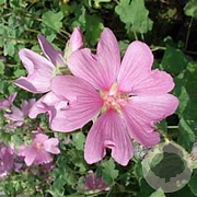 Lavatera 'Candy Floss' GM P9