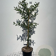 Ilex aquifolium 100-125 cm 5,0L