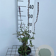 Salvia nem. 'Caradonna' GM C1.3