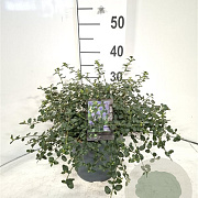 Ceanothus thyrsiflorus repens 40-50 cm 5,0L